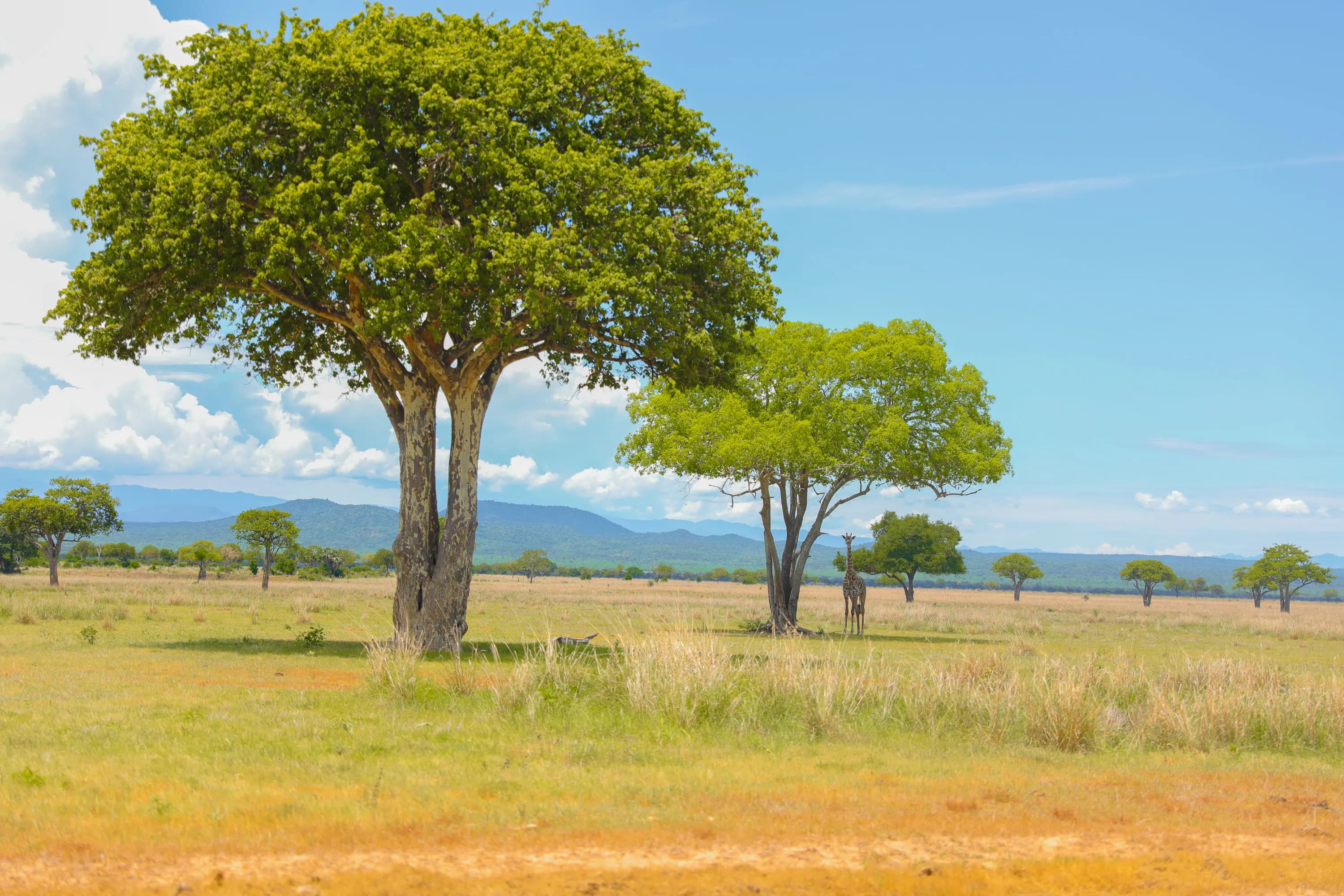 Voyage Afrique